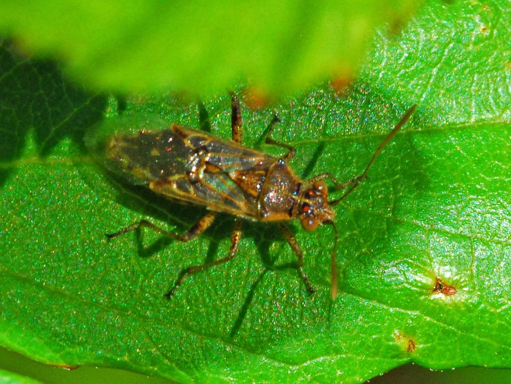 Lygaeidae? No, Rhopalidae: Liorhyssus hyalinus